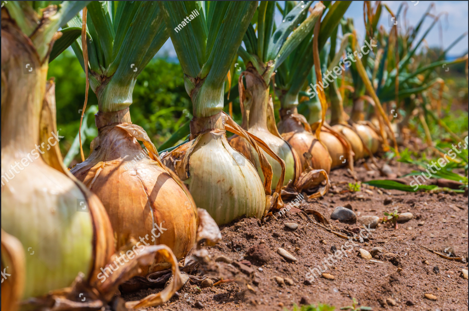 Open Pollinated Seeds
