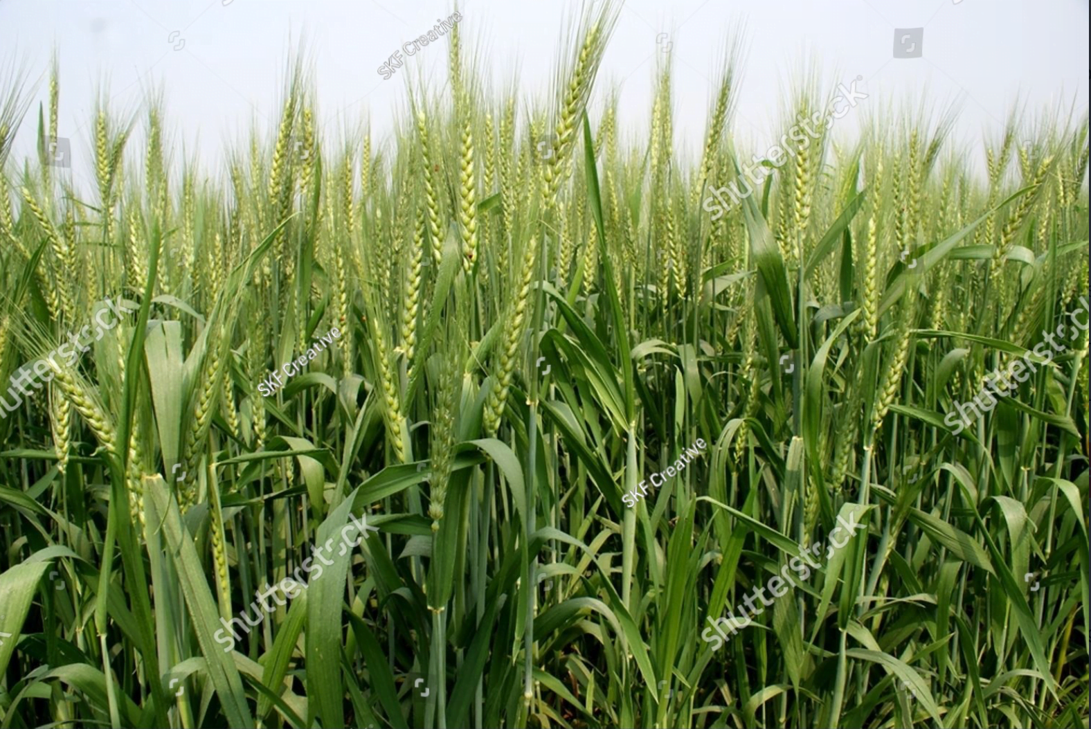 Field Crops