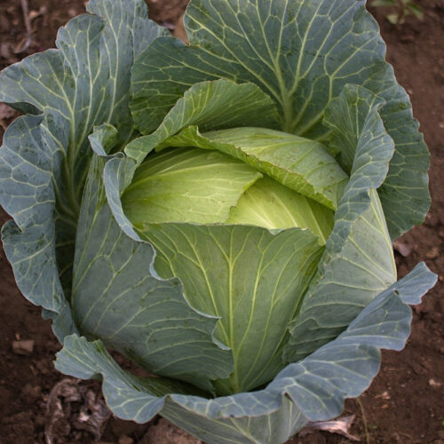 Cabbage