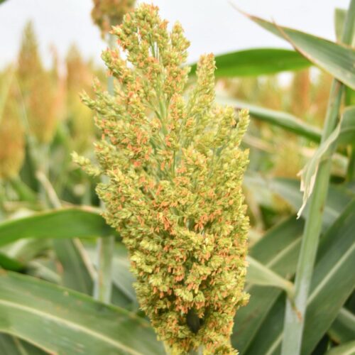 Sorghum