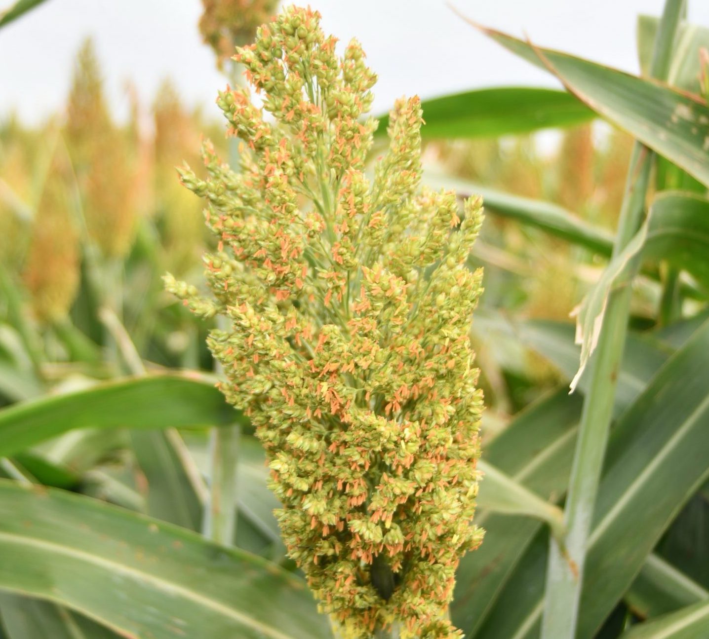 Sorghum