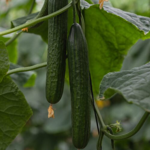 Greenhouse Cucumber