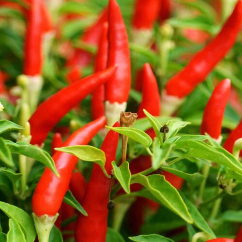 Hot Pepper