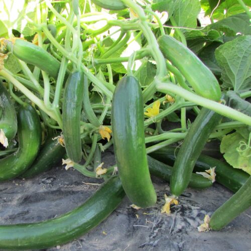 Open field Cucumber