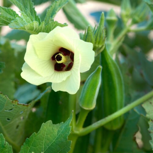 Okra