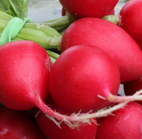 Radish