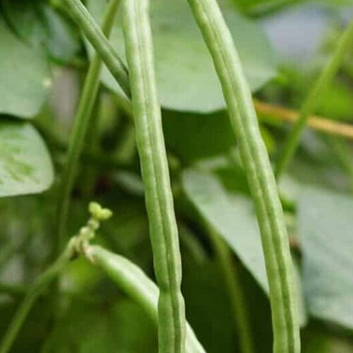Cowpeas