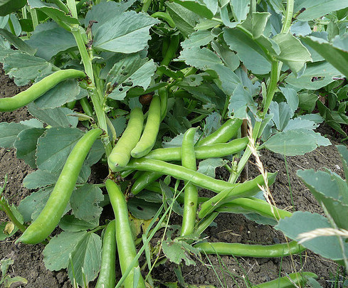 Broad Beans