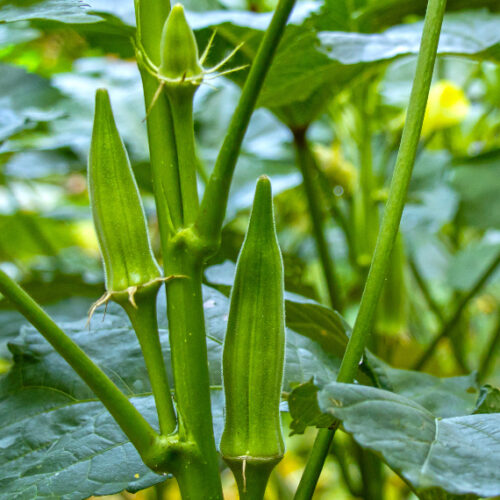 Okra
