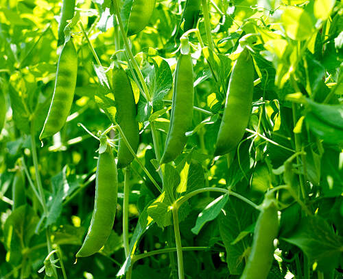Peas