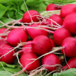 Radish