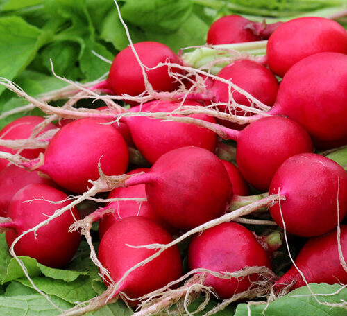 Radish