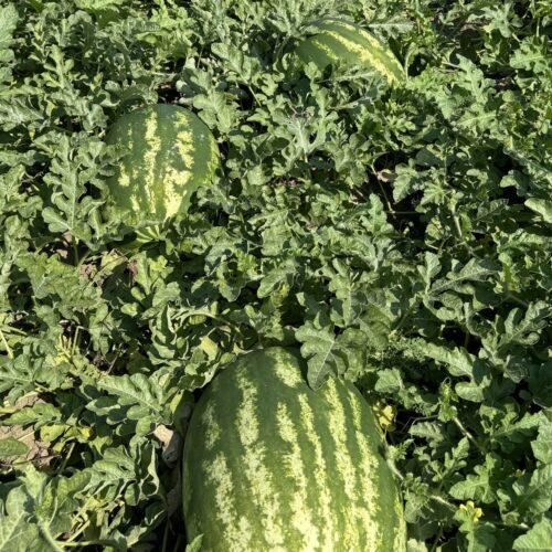 Watermelon