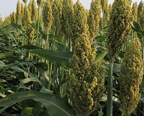 Sorghum